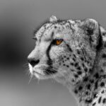 Beverly Joubert Instagram - Locked in. Eons of evolution have sculpted cheetahs into refined, specialised hunters. While speed is their most famous attribute, these cats must locate their prey before they can sprint after it – and cheetahs have the eyes for the job. Elongated retinal fovea give these cats a tack sharp, wide-angle view of the surroundings, which is essential for predators that hunt and roam on vast, open savannahs. Forward-facing, high-set eyes give them spectacular binocular vision so they can hone in on their selected target with laser-like precision. Unlike other big cats that do most of their hunting at night, the cheetah's diurnal stalking behaviour requires a better grasp of colour. An abundance of a specific type of cone photoreceptor in the cheetah's eyes help them to better discriminate colours. And to keep the glaring sun from obstructng their vision, cheetahs have dark, distinctive malar stripes that run down the sides of their face to reflect light away from their eyes. These remarkable adaptations fuse together to form a formidable and uniquely adapted hunter. #wildlife #cheetah