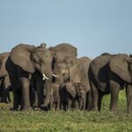 Beverly Joubert Instagram - While some mammal societies are governed by force and aggression, these traits do not always define leadership. In elephant herds, it's the most knowledgeable and experienced females that guide the group, and they usually carry out this role with patience and tenderness. Years of foraging have taught these leaders where to access water and food and it's their job to lead the rest of the family to these vital resources. Without these wise giants to provide stability and calm, elephant societies could crumble.⁣ ⁣ #InternationalWomensDay⁣