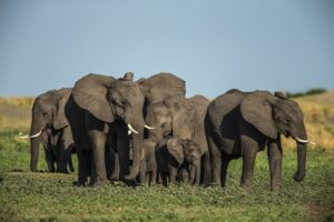 Beverly Joubert Instagram - While some mammal societies are governed by force and aggression, these traits do not always define leadership. In elephant herds, it's the most knowledgeable and experienced females that guide the group, and they usually carry out this role with patience and tenderness. Years of foraging have taught these leaders where to access water and food and it's their job to lead the rest of the family to these vital resources. Without these wise giants to provide stability and calm, elephant societies could crumble.⁣
⁣
#InternationalWomensDay⁣