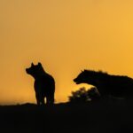 Beverly Joubert Instagram - Nightfall in the African bush triggers a transformation. The air feels electric, buzzing with the pulse of nocturnal species that emerge from their hiding places to forage and hunt. With the evening sky burning in an orange-amber glow, set on fire by the vanishing sun, a pair of spotted hyenas skulk across the horizon. At home in the darkness, this is their time to thrive.⁣⁣ ⁣⁣ #wildlife #nature #hyena