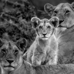 Beverly Joubert Instagram - There's an undeniable curiosity that beams in the eyes of lion cubs. While the rest of the pride dozily looked off in different directions, this cub fixed his focus on my lens, his oversized ears perked up, attentively listening to every click of the shutter. At this age, he's still learning about his surroundings, establishing what's worthy of his attention, and processing the difference between food and foe. Over time, he'll become less intrigued by stimuli that he encounters regularly, but lions never completely shed their cub-like curiosity and even adults are known to play on occasion, like ageing house cats that can't resist a ball of wool.⁣ ⁣ #lions #bigcats #wildlife