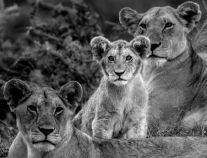 Beverly Joubert Instagram - There's an undeniable curiosity that beams in the eyes of lion cubs. While the rest of the pride dozily looked off in different directions, this cub fixed his focus on my lens, his oversized ears perked up, attentively listening to every click of the shutter. At this age, he's still learning about his surroundings, establishing what's worthy of his attention, and processing the difference between food and foe. Over time, he'll become less intrigued by stimuli that he encounters regularly, but lions never completely shed their cub-like curiosity and even adults are known to play on occasion, like ageing house cats that can't resist a ball of wool.⁣
⁣
#lions #bigcats #wildlife