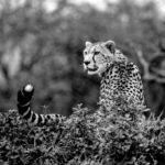 Beverly Joubert Instagram - Almost like a bird perched in its nest, this cheetah chose the top of a dense bush as a vantage point to survey her surroundings. Unlike many of their feline kin, cheetahs are weak climbers and prefer to spend the bulk of their time on the ground where their semi-retractable claws are perfectly suited for extreme acceleration. These slender cats will, however, clamber onto low branches or termite mounds in order to get a better view of the landscape.⁣ ⁣ #cheetah #bigcats #wildlife