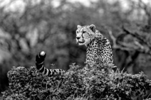 Beverly Joubert Instagram - Almost like a bird perched in its nest, this cheetah chose the top of a dense bush as a vantage point to survey her surroundings. Unlike many of their feline kin, cheetahs are weak climbers and prefer to spend the bulk of their time on the ground where their semi-retractable claws are perfectly suited for extreme acceleration. These slender cats will, however, clamber onto low branches or termite mounds in order to get a better view of the landscape.⁣
⁣
#cheetah #bigcats #wildlife