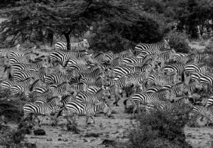 Beverly Joubert Instagram - When zebra herds run as one, they become a dazzling canvas of black and white brushstrokes, a solid moving mass of monochrome. For predators in pursuit, it can be almost impossible to single out an individual in the melee and this "safety in numbers" strategy is often successful for the zebras. Sadly, migratory herds are getting smaller as habitat loss impacts wildlife migrations across the world. Recent research indicates that one in five migrating species is threatened with extinction, and 44% have a declining population. Fences, agricultural expansion and sprawling cities make it increasingly difficult for species to follow their natural migratory routes. Despite all the challenges, wild species are remarkably resilient and we know that nature can and does recover if given a chance. It's not too late to undo the damage and rewild landscapes and reopen ancient migratory pathways.⁣
⁣⁣⁣
#zebra #migration #wildlife #nature