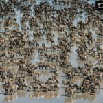 Beverly Joubert Instagram - #Repost from @natgeo Animal migrations truly are spectacles of wonder, endurance, and navigational instinct. They are even more remarkable because they have unfolded in landscapes transformed and fragmented by human activity. The zebra migration between the lush wetlands of Botswana’s Okavango Delta and the Makgadikgadi Salt Pans is a little-known example of a migration that defied the odds. In the 1960s, veterinary fences cut off the zebras’ migratory pathways, and their once epic annual trek was thought to be irrevocably lost. Yet with the removal of the barriers in 2004, the migration resurged—and despite the intervening decades, the herds somehow conserved the memory of their ancient routes. Today stripes dazzle the salt pans once more. Nature proves to us again and again that it can recover—but only if we give it the chance. With studies increasingly warning that migrations the world over are under threat, we need to act now to safeguard these remarkable natural phenomena for future generations.