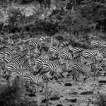 Beverly Joubert Instagram – When zebra herds run as one, they become a dazzling canvas of black and white brushstrokes, a solid moving mass of monochrome. For predators in pursuit, it can be almost impossible to single out an individual in the melee and this “safety in numbers” strategy is often successful for the zebras. Sadly, migratory herds are getting smaller as habitat loss impacts wildlife migrations across the world. Recent research indicates that one in five migrating species is threatened with extinction, and 44% have a declining population. Fences, agricultural expansion and sprawling cities make it increasingly difficult for species to follow their natural migratory routes. Despite all the challenges, wild species are remarkably resilient and we know that nature can and does recover if given a chance. It’s not too late to undo the damage and rewild landscapes and reopen ancient migratory pathways.⁣
⁣⁣⁣
#zebra #migration #wildlife #nature