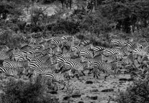 Beverly Joubert Instagram - When zebra herds run as one, they become a dazzling canvas of black and white brushstrokes, a solid moving mass of monochrome. For predators in pursuit, it can be almost impossible to single out an individual in the melee and this "safety in numbers" strategy is often successful for the zebras. Sadly, migratory herds are getting smaller as habitat loss impacts wildlife migrations across the world. Recent research indicates that one in five migrating species is threatened with extinction, and 44% have a declining population. Fences, agricultural expansion and sprawling cities make it increasingly difficult for species to follow their natural migratory routes. Despite all the challenges, wild species are remarkably resilient and we know that nature can and does recover if given a chance. It's not too late to undo the damage and rewild landscapes and reopen ancient migratory pathways.⁣
⁣⁣⁣
#zebra #migration #wildlife #nature