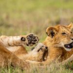 Beverly Joubert Instagram - Playing with fire. Lionesses often become unwitting participants in the rough-and-tumble games that occupy much of their cubs' time. As these two youngsters wrestled and jostled, one of the cubs sunk his teeth into Mom's tail. Like all mothers, lionesses are relatively tolerant and will put up with a fair amount of playful squabbling, but even the most patient moms lose their cool eventually. Discipline will be dished out in snarls and swats.⁣ ⁣ #lion #lioncubs #bigcats #bigcatsofinstagram
