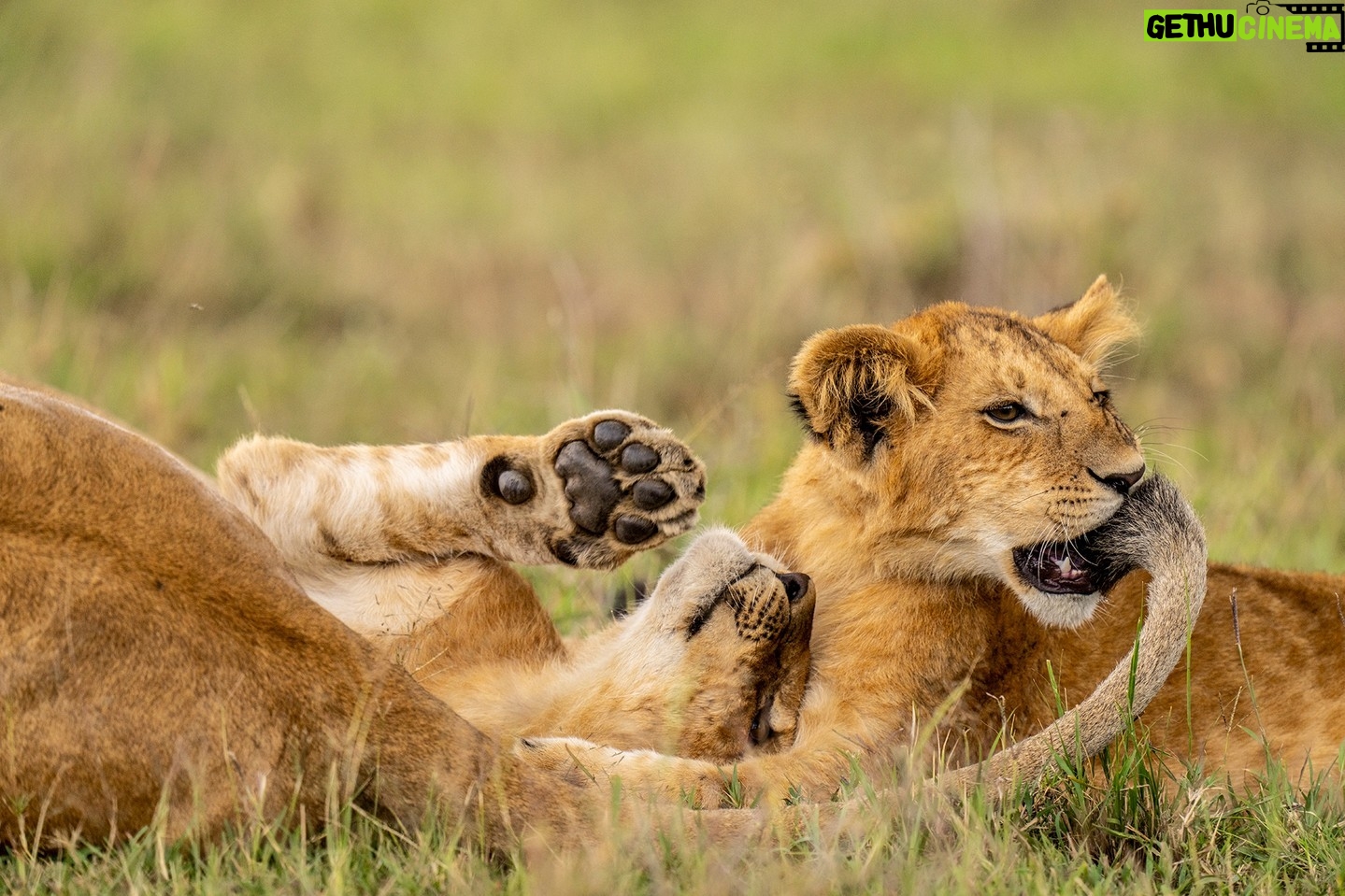 Beverly Joubert Instagram - Playing with fire. Lionesses often become unwitting participants in the rough-and-tumble games that occupy much of their cubs' time. As these two youngsters wrestled and jostled, one of the cubs sunk his teeth into Mom's tail. Like all mothers, lionesses are relatively tolerant and will put up with a fair amount of playful squabbling, but even the most patient moms lose their cool eventually. Discipline will be dished out in snarls and swats. #lion #lioncubs #bigcats #bigcatsofinstagram
