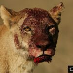 Beverly Joubert Instagram - #Repost from @natgeo It can certainly be jarring to face an image that captures the harsh realities of survival in the natural world. But this photograph is also a testament to formidable strength, instinct, and skill in pursuit of sustenance. The female lions of the Okavango Delta in Botswana epitomize all of the agility, stealth, and intuitive cooperation that define a lioness-led hunt. Male lions get much of the limelight, but the lionesses are the true heart of the pride—and they perform the bulk of the demanding work required to sustain it. The crimson “war paint” on this lioness is a visceral reminder of how closely her existence is tied to the cycle of life and death.