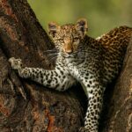 Beverly Joubert Instagram - We didn't know it at the time this photo was captured, but this special leopard – her eyes alive with curiosity and wonder – would have a massive impact on our lives and careers. This is Legadema, the star of our film Eye of the Leopard. We spent over three years filming and documenting her growth from wide-eyed cub to confident huntress. She let us into her secretive world and helped fuel our passion to protect Africa's threatened wild cats. Although Legadema is no longer with us, her legacy lives on. This #WorldWildlifeDay, we're reflecting on the special time we spent with her, and renewing our dedication to protect our planet's precious wild species and spaces.⁣ ⁣ #WorldWildlifeDay #wildlife #nature #leopard