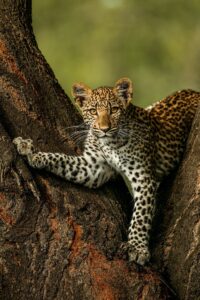 Beverly Joubert Instagram - We didn't know it at the time this photo was captured, but this special leopard – her eyes alive with curiosity and wonder – would have a massive impact on our lives and careers. This is Legadema, the star of our film Eye of the Leopard. We spent over three years filming and documenting her growth from wide-eyed cub to confident huntress. She let us into her secretive world and helped fuel our passion to protect Africa's threatened wild cats. Although Legadema is no longer with us, her legacy lives on. This #WorldWildlifeDay, we're reflecting on the special time we spent with her, and renewing our dedication to protect our planet's precious wild species and spaces.⁣ ⁣ #WorldWildlifeDay #wildlife #nature #leopard