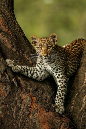 Beverly Joubert Instagram - We didn't know it at the time this photo was captured, but this special leopard – her eyes alive with curiosity and wonder – would have a massive impact on our lives and careers. This is Legadema, the star of our film Eye of the Leopard. We spent over three years filming and documenting her growth from wide-eyed cub to confident huntress. She let us into her secretive world and helped fuel our passion to protect Africa's threatened wild cats. Although Legadema is no longer with us, her legacy lives on. This #WorldWildlifeDay, we're reflecting on the special time we spent with her, and renewing our dedication to protect our planet's precious wild species and spaces.⁣
⁣
#WorldWildlifeDay #wildlife #nature #leopard