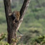 Beverly Joubert Instagram - Trees are essential for leopards. These big cats sleep in the boughs, use the treetops to escape danger, stash their kills on lofty branches, and even use their arboreal abilities to launch aerial attacks on unsuspecting prey. In the Mara, where trees are scarcer than in heavily wooded habitats, leopards sometimes seek out the best trees to use as vantage points. A bit of height makes all the difference in this vast, open savannah.⁣⁣ ⁣⁣ #leopard #bigcats #bigcatsofinstagram #wildlife