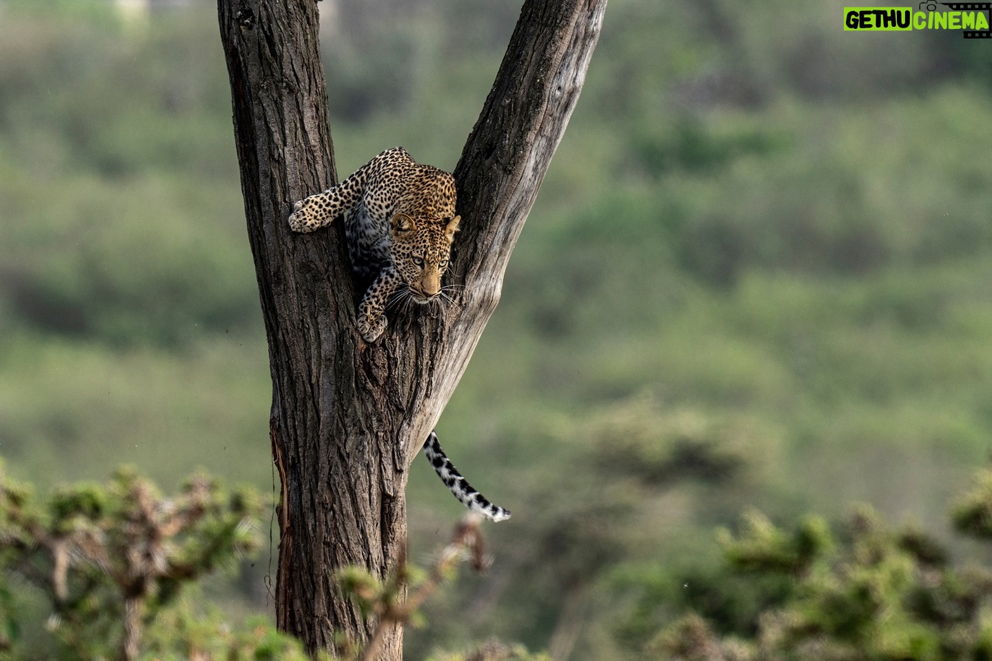 Beverly Joubert Instagram - Trees are essential for leopards. These big cats sleep in the boughs, use the treetops to escape danger, stash their kills on lofty branches, and even use their arboreal abilities to launch aerial attacks on unsuspecting prey. In the Mara, where trees are scarcer than in heavily wooded habitats, leopards sometimes seek out the best trees to use as vantage points. A bit of height makes all the difference in this vast, open savannah. #leopard #bigcats #bigcatsofinstagram #wildlife