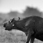 Beverly Joubert Instagram - Battles between lions and buffaloes are unpredictable, brutal and intense. Adult male African buffaloes can weigh over 900 kilograms and they are notoriously belligerent. It takes careful coordination, acute timing and immense courage for lions to successfully hunt these massive animals. Often when the fight appears to be nearing its conclusion, a final show of strength from the buffalo – sometimes backed by the rest of the herd – can swing the odds in its favour. Sadly, for this bull, his resilience was overpowered and the lions succeeded.⁣ ⁣⁣ #lion #wildlife #nature #bigcats #bigcatsofinstagram