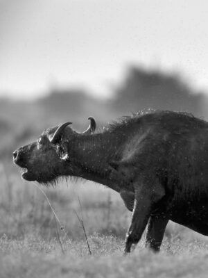 Beverly Joubert Instagram - Battles between lions and buffaloes are unpredictable, brutal and intense. Adult male African buffaloes can weigh over 900 kilograms and they are notoriously belligerent. It takes careful coordination, acute timing and immense courage for lions to successfully hunt these massive animals. Often when the fight appears to be nearing its conclusion, a final show of strength from the buffalo – sometimes backed by the rest of the herd – can swing the odds in its favour. Sadly, for this bull, his resilience was overpowered and the lions succeeded.⁣
⁣⁣
#lion #wildlife #nature #bigcats #bigcatsofinstagram