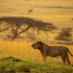 Beverly Joubert Instagram – For male lions, the journey to adulthood can be tumultuous. As cubs, these cats are very vulnerable to attacks from rival predators or adult males that are looking to assert their bloodline in the pride. As they grow up, they must compete with their siblings for access to food and resources and it’s often the bolder, more assertive cubs that rise higher in the social rankings. At around three years of age, males must leave their natal prides to traverse the often-daunting savannah in search of a territory to claim as their own. For this young male, his mane not yet fully developed, the journey has only just begun.⁣
⁣⁣⁣⁣
#lions #bigcats #wildlife #nature