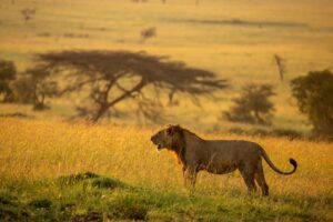 Beverly Joubert Instagram - For male lions, the journey to adulthood can be tumultuous. As cubs, these cats are very vulnerable to attacks from rival predators or adult males that are looking to assert their bloodline in the pride. As they grow up, they must compete with their siblings for access to food and resources and it's often the bolder, more assertive cubs that rise higher in the social rankings. At around three years of age, males must leave their natal prides to traverse the often-daunting savannah in search of a territory to claim as their own. For this young male, his mane not yet fully developed, the journey has only just begun.⁣
⁣⁣⁣⁣
#lions #bigcats #wildlife #nature