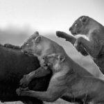 Beverly Joubert Instagram - Battles between lions and buffaloes are unpredictable, brutal and intense. Adult male African buffaloes can weigh over 900 kilograms and they are notoriously belligerent. It takes careful coordination, acute timing and immense courage for lions to successfully hunt these massive animals. Often when the fight appears to be nearing its conclusion, a final show of strength from the buffalo – sometimes backed by the rest of the herd – can swing the odds in its favour. Sadly, for this bull, his resilience was overpowered and the lions succeeded.⁣ ⁣⁣ #lion #wildlife #nature #bigcats #bigcatsofinstagram