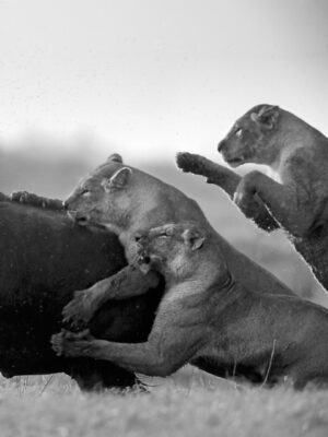 Beverly Joubert Instagram - Battles between lions and buffaloes are unpredictable, brutal and intense. Adult male African buffaloes can weigh over 900 kilograms and they are notoriously belligerent. It takes careful coordination, acute timing and immense courage for lions to successfully hunt these massive animals. Often when the fight appears to be nearing its conclusion, a final show of strength from the buffalo – sometimes backed by the rest of the herd – can swing the odds in its favour. Sadly, for this bull, his resilience was overpowered and the lions succeeded.⁣
⁣⁣
#lion #wildlife #nature #bigcats #bigcatsofinstagram