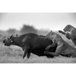 Beverly Joubert Instagram - Battles between lions and buffaloes are unpredictable, brutal and intense. Adult male African buffaloes can weigh over 900 kilograms and they are notoriously belligerent. It takes careful coordination, acute timing and immense courage for lions to successfully hunt these massive animals. Often when the fight appears to be nearing its conclusion, a final show of strength from the buffalo – sometimes backed by the rest of the herd – can swing the odds in its favour. Sadly, for this bull, his resilience was overpowered and the lions succeeded.⁣ ⁣⁣ #lion #wildlife #nature #bigcats #bigcatsofinstagram