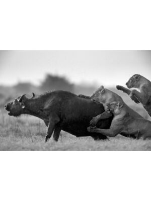 Beverly Joubert Instagram - Battles between lions and buffaloes are unpredictable, brutal and intense. Adult male African buffaloes can weigh over 900 kilograms and they are notoriously belligerent. It takes careful coordination, acute timing and immense courage for lions to successfully hunt these massive animals. Often when the fight appears to be nearing its conclusion, a final show of strength from the buffalo – sometimes backed by the rest of the herd – can swing the odds in its favour. Sadly, for this bull, his resilience was overpowered and the lions succeeded.⁣
⁣⁣
#lion #wildlife #nature #bigcats #bigcatsofinstagram