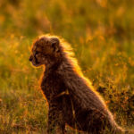 Beverly Joubert Instagram - A pair of cheetah cubs eagerly await the return of their mom, the downy fur on their backs glowing amber in the afternoon sun. At this age, the tiny youngsters are very vulnerable, especially in moments like these when their only source of protection must temporarily abandon them in search of food. But rival predators and wily scavengers are the least of the worries for these big cats. Cheetahs inhabit a fraction of their former range, with only around 7,000 individuals still left in the wild. We are running out of time if we hope to reverse this heartbreaking decline. ⁣⁣⁣ ⁣⁣⁣ So, this #InternationalCheetahDay, let’s join together to raise awareness about the urgent challenges facing these special cats. Their future depends on all of us.⁣ ⁣⁣⁣ To find out what our organisation, the @GreatPlainsFoundation, is doing to safeguard the future of Africa’s big cats, visit www.greatplainsfoundation.com/big-cats-initiative