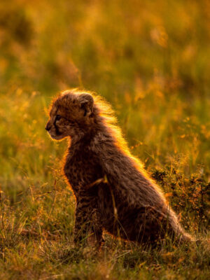 Beverly Joubert Instagram - A pair of cheetah cubs eagerly await the return of their mom, the downy fur on their backs glowing amber in the afternoon sun. At this age, the tiny youngsters are very vulnerable, especially in moments like these when their only source of protection must temporarily abandon them in search of food. But rival predators and wily scavengers are the least of the worries for these big cats. Cheetahs inhabit a fraction of their former range, with only around 7,000 individuals still left in the wild. We are running out of time if we hope to reverse this heartbreaking decline. ⁣⁣⁣
⁣⁣⁣
So, this #InternationalCheetahDay, let’s join together to raise awareness about the urgent challenges facing these special cats. Their future depends on all of us.⁣
⁣⁣⁣
To find out what our organisation, the @GreatPlainsFoundation, is doing to safeguard the future of Africa’s big cats, visit www.greatplainsfoundation.com/big-cats-initiative
