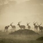 Beverly Joubert Instagram - On Kenya's open plains, there's little shelter from a downpour. This herd of impala were forced to endure the deluge, which painted the landscape in a haze of sepia as the afternoon sun fought to break through the storm clouds. For the impala, the unpleasantness is fleeting and the rain brings with it the promise of new growth – fresh grass shoots on which the antelope will soon feast.⁣ ⁣ #wildlife #rain #Kenya