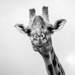 Beverly Joubert Instagram - Nothing stares quite like a giraffe. Once something catches their attention, they'll lock in on their target and keep it firmly in their gaze until they're satisfied the threat has subsided. There are advantages that come with added height. These lofty mammals have a panoramic view of their surroundings and can spot looming threats from some distance off. Their long necks also allow them to feed on the higher branches of acacia trees – their preferred food of choice. However, giraffes can also be vulnerable if they lose their balance or are overpowered by ambitious predators. Once down, it's difficult for these giants to get up in a hurry and lions will be quick to subdue a fallen giraffe. The reasons for their long necks are not fully understood. Some evolutionary researchers suggest competition for food coaxed the animals upwards to get above any herbivorous rivals, but fossil findings show that giraffe ancestors were armed with bony 'helmets' for head-butting – evidence that shows male rivalry may have played a role in the giraffe's upward expansion. Whatever the reasons, these distinctive animals have became icons of the African bush. ⁣ ⁣ #giraffe #wildlife #nature