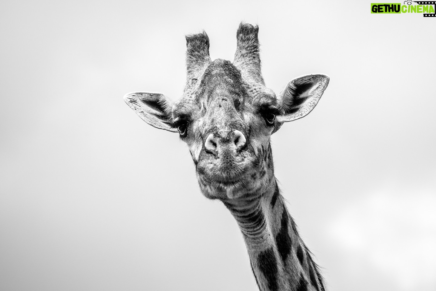 Beverly Joubert Instagram - Nothing stares quite like a giraffe. Once something catches their attention, they'll lock in on their target and keep it firmly in their gaze until they're satisfied the threat has subsided. There are advantages that come with added height. These lofty mammals have a panoramic view of their surroundings and can spot looming threats from some distance off. Their long necks also allow them to feed on the higher branches of acacia trees – their preferred food of choice. However, giraffes can also be vulnerable if they lose their balance or are overpowered by ambitious predators. Once down, it's difficult for these giants to get up in a hurry and lions will be quick to subdue a fallen giraffe. The reasons for their long necks are not fully understood. Some evolutionary researchers suggest competition for food coaxed the animals upwards to get above any herbivorous rivals, but fossil findings show that giraffe ancestors were armed with bony 'helmets' for head-butting – evidence that shows male rivalry may have played a role in the giraffe's upward expansion. Whatever the reasons, these distinctive animals have became icons of the African bush. #giraffe #wildlife #nature