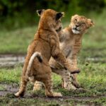 Beverly Joubert Instagram - Lion cubs are endlessly entertaining. Boisterous bouts of play fighting are a regular part of life for young cats as they wrestle with their siblings, learning their limits and establishing a family pecking order. Sadly, many cubs succumb to attacks from rival predators, disease or abandonment, and according to some estimates, only around 20% of cubs will survive to the age of two.⁣ ⁣ In addition to natural threats, around a third of all lion deaths are caused by poaching. Populations of these big cats have plummeted in the last 50 years, and their numbers have declined by as much as 75%. We created the Big Cats Initiative with National Geographic 15 years ago to help fund conservation and research initiatives to aid Africa's big cats. Today, the initiative is run by @greatplainsfoundation and to date, we have awarded over 150 grants to projects across the continent to help save lions (and their feline cousins).⁣ ⁣⁣⁣ #wildlife #nature #lions #bigcats #bigcatsofinstagram