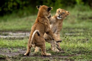 Beverly Joubert Instagram - Lion cubs are endlessly entertaining. Boisterous bouts of play fighting are a regular part of life for young cats as they wrestle with their siblings, learning their limits and establishing a family pecking order. Sadly, many cubs succumb to attacks from rival predators, disease or abandonment, and according to some estimates, only around 20% of cubs will survive to the age of two.⁣
⁣
In addition to natural threats, around a third of all lion deaths are caused by poaching. Populations of these big cats have plummeted in the last 50 years, and their numbers have declined by as much as 75%. We created the Big Cats Initiative with National Geographic 15 years ago to help fund conservation and research initiatives to aid Africa's big cats. Today, the initiative is run by @greatplainsfoundation and to date, we have awarded over 150 grants to projects across the continent to help save lions (and their feline cousins).⁣
⁣⁣⁣
#wildlife #nature #lions #bigcats #bigcatsofinstagram