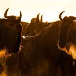 Beverly Joubert Instagram - Wildebeest may not be the most conventionally handsome antelope, but catch them in the right light – their beards glowing red in the afternoon sun – and they take on a certain distinctive quality. These somewhat ungainly animals are hardy survivors. They face an onslaught of threats during their annual migration across the predator-rich plains of the Serengeti and, for many, its sheer resilience and mettle that see them through the journey. #wildebeest #wildlife #nature