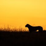 Beverly Joubert Instagram – An African sunset is more than just a moment; it’s a visceral experience of colours and shapes. As the sun lingers on the horizon, the sky and everything under it is engulfed in a symphony of colour. Animals on the edge of the landscape are identifiable only by their shape and size as they drift like shadows across a painterly plain. It’s a dazzling display and one that I’ll never tire of photographing.⁣
⁣
#sunset #Africa #Africansunset #wildlife