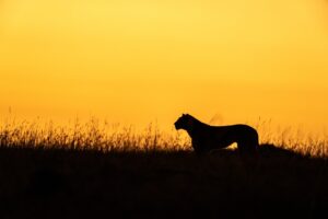 Beverly Joubert Instagram - An African sunset is more than just a moment; it's a visceral experience of colours and shapes. As the sun lingers on the horizon, the sky and everything under it is engulfed in a symphony of colour. Animals on the edge of the landscape are identifiable only by their shape and size as they drift like shadows across a painterly plain. It's a dazzling display and one that I'll never tire of photographing.⁣
⁣
#sunset #Africa #Africansunset #wildlife