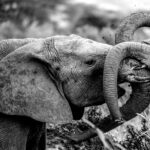 Beverly Joubert Instagram - A tussle of trunks and mud. For young elephants, a bit of mud-flinging bravado and lively sparring is to be expected. This playful exuberance is how calves and subadults begin to decipher the intricacies of life in the herd. Research shows that the presence of mature males is vital in the development of young elephants, helping to guide and steer these innate duelling behaviours and stop them from spiralling into unchecked aggression. Older bulls provide a sense of order in the herd. Without them, the delicate dynamics that govern elephant society can become significantly disrupted. The elimination of an older bull through hunting or poaching does not just remove a single animal, but can have a long-lasting impact on the stability of the entire herd.⁣ ⁣ #elephants #wildlife #nature