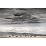 Beverly Joubert Instagram - Under a seemingly endless Kenyan sky – clouds swollen grey with the promise of rain – a herd of elephants march across a barren plain in search of food. With great size comes great nutritional needs, and elephants sometimes travel vast distances in search of fresh drinking water and food. Resilient and resourceful as they are, these giants may still suffer and possibly perish during prolonged dry spells. As climatic conditions continue to shift and droughts become more regular and severe, elephants (along with a host of other species) face an uncertain future.⁣⁣ ⁣⁣ #elephants #wildlife #nature