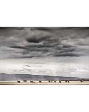 Beverly Joubert Instagram - Under a seemingly endless Kenyan sky – clouds swollen grey with the promise of rain – a herd of elephants march across a barren plain in search of food. With great size comes great nutritional needs, and elephants sometimes travel vast distances in search of fresh drinking water and food. Resilient and resourceful as they are, these giants may still suffer and possibly perish during prolonged dry spells. As climatic conditions continue to shift and droughts become more regular and severe, elephants (along with a host of other species) face an uncertain future.⁣⁣
⁣⁣
#elephants #wildlife #nature