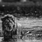 Beverly Joubert Instagram - “Ever-aware of the potential dangers lurking below the surface, this wild-eyed lion trudged through a deep water channel in the Okavango Delta. Crossings like this are a part of life for lions that live in the swamplands; vigilance and timing are key if the cats hope to safely navigate their watery terrain. Natural threats like crocs or rival predators only add to the precariousness of lion populations across Africa. These big cats have been eradicated from 90% of their historic range due to habitat loss, poaching, and conflict with humans. Today, small populations of lions cling to survival in pockets of protected habitat scattered across sub-Saharan Africa. Space is a critical necessity for the world's remaining prides and we must create protected areas where these big cats can thrive. To date, @GreatPlainsConservation (cofounded by @DereckJoubert and I) has safeguarded 1.1 million hectares of wild habitat across Africa securing a future for countless species.” - @beverlyjoubert ________ #africanwildlife #okavangodelta #ilcp #ilcp_photographers #endangeredspecies #africanlion #conservationphotography