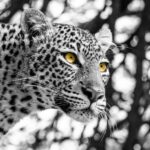 Beverly Joubert Instagram - So much expression can be conveyed through a leopard's eyes. Moments of complete calm and serenity can quickly change with the presence of prey or an approaching rival. And it's usually a leopard's eyes that reveal these subtle shifts. This cat suddenly locked onto something in the distance. Her prolonged, intense stare suggested that danger might be lurking in the shadows. ⁣ #leopard #wildlife #nature