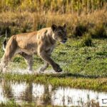 Beverly Joubert Instagram - #Repost from @natgeo The intensity. The razor focus. The muscles honed to perfection. It takes physical power, tenacity, and great skill to execute a successful hunt in the swamps of Botswana’s famed Okavango Delta. It’s not surprising that the demands—and the bountiful offerings—of this unique environment shape lions that are among the largest and strongest on Earth. The delta also represents one of the last strongholds for an apex predator that increasingly finds itself hemmed by encroaching human activity and diminishing habitat. Lions are now confined to a mere 8% of their historic range. If we want to secure their future, we must protect the fragile wildernesses that still sustain them.