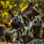Beverly Joubert Instagram - African painted dogs are social predators that rely on strong bonds within the pack. Almost every action is communal, each dog a vital part of a cohesive group. It's not unusual to see painted dogs sneeze as they begin to stir from their sleep in preparation for a hunt. Some research suggests that sneezing acts as a voting system, helping the pack make group decisions. Painted dogs are highly efficient pack hunters, so communication and cohesion are crucial. Hunts are often preceded by a "social rally," where the dogs dash around, touch heads, and wag their tails frantically. Sometimes, this frenzy fizzles out, and the dogs settle down to nap, but other rallies lead to a hunt. Researchers have observed that more sneezing during these pre-hunt rituals increases the likelihood of the dogs pursuing prey. Interestingly, when an alpha male initiates the sneezing, fewer sneezes are needed to get the pack moving. While sneezing might help clear their nasal passages in preparation for the hunt, it also appears to serve as a form of communication. Even in the wild, important decision can be determined by a democratic vote. #wilddogs #wildlife #voting
