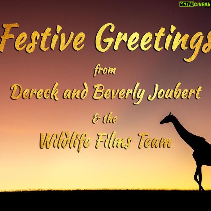 Beverly Joubert Instagram - As the holiday season ushers in the end of another year, we can reflect on our successes and renew our commitment to safeguarding our precious planet. Meaningful change cannot happen without collaboration, so thank you to everyone for your support and generosity during 2023. From @DereckJoubert, @GreatPlainsConservation, @GreatPlainsFoundation, the entire Wildlife Films team, and myself, we wish you a happy festive season, and we're excited about the possibilities that a new year might bring.