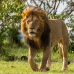 Beverly Joubert Instagram - A lion in his prime – his dark mane a marker of his dominance – parades across a plain, honey-hued eyes fixed on the horizon. It’s frightening to consider that, according to some research, in just five decades Africa's lion populations have declined by over 75%. Hunting and habitat loss are the primary drivers of the decline, which puts these big cats firmly in the extinction crosshairs. For healthy gene flow and to help protect lions from hunting, these cats need vast areas in which to roam, something that is becoming scarcer as human development advances and critical habitats shrink. If we hope to continue seeing these iconic cats striding across the grasslands, we need to put every effort into protecting their habitats and reducing both legal and illegal hunting.⁣ ⁣⁣ #lion #wildlife #nature #bigcat #bigcatsofinstagram