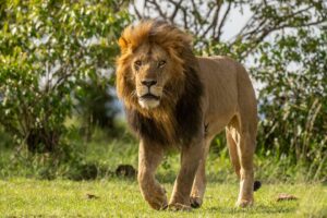 Beverly Joubert Instagram - A lion in his prime – his dark mane a marker of his dominance – parades across a plain, honey-hued eyes fixed on the horizon. It’s frightening to consider that, according to some research, in just five decades Africa's lion populations have declined by over 75%. Hunting and habitat loss are the primary drivers of the decline, which puts these big cats firmly in the extinction crosshairs. For healthy gene flow and to help protect lions from hunting, these cats need vast areas in which to roam, something that is becoming scarcer as human development advances and critical habitats shrink. If we hope to continue seeing these iconic cats striding across the grasslands, we need to put every effort into protecting their habitats and reducing both legal and illegal hunting.⁣
⁣⁣
#lion #wildlife #nature #bigcat #bigcatsofinstagram