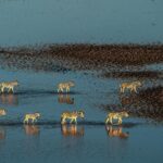 Beverly Joubert Instagram - “Driven by an urge that cannot be ignored, these zebras journey over 250 kilometres each year from the grasslands of the Okavango Delta to the expanse of the Makgadikgadi salt pans in the south. Their migration begins in November/December and is triggered by the rains which transform the bleach-white salt pans into a seemingly endless mirror-like plain. The opportunity to photograph these striking animals from the air, set against the vast spread of the shimmering flatlands, is a true privilege – and one that wouldn't have been possible before the turn of the century. In the late 1960s, veterinary fences were erected across much of the country to avoid the spread of foot-and-mouth disease, cutting off ancient migratory routes. When the fences were moved in the mid-2000s, conservationists were startled to see the zebras returning to their migratory patterns. It's a stark reminder of the impact we can have on the natural world and the resilience of wildlife in ever-changing landscapes.” - @beverlyjoubert _______ #ilcp #ilcp_photographers #wildlifephotography #zebra #zebraconservation #okavangodelta #okavango