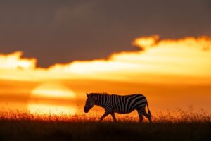 Beverly Joubert Instagram - An African sunset is more than just a moment; it's a visceral experience of colours and shapes. As the sun lingers on the horizon, the sky and everything under it is engulfed in a symphony of colour. Animals on the edge of the landscape are identifiable only by their shape and size as they drift like shadows across a painterly plain. It's a dazzling display and one that I'll never tire of photographing.⁣
⁣
#sunset #Africa #Africansunset #wildlife
